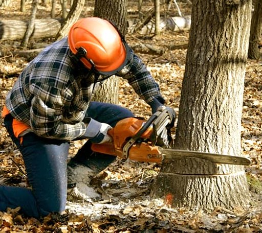 Tree Removal in Davenport, WA